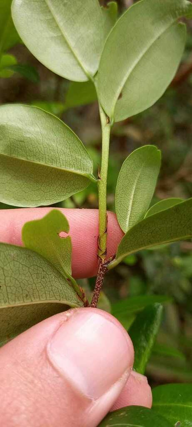 Erythroxylum umbu photo 7
