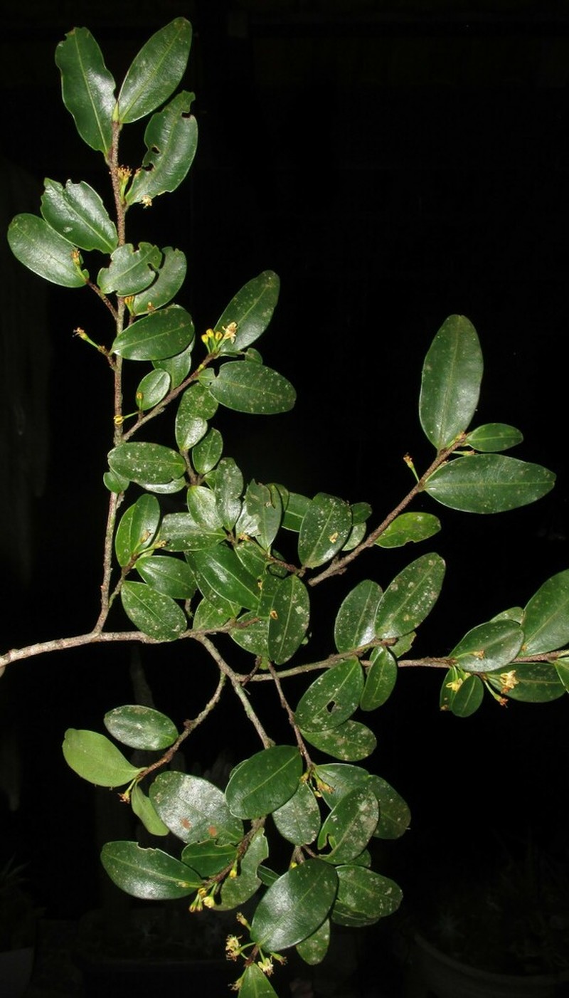 Erythroxylum umbu photo 8