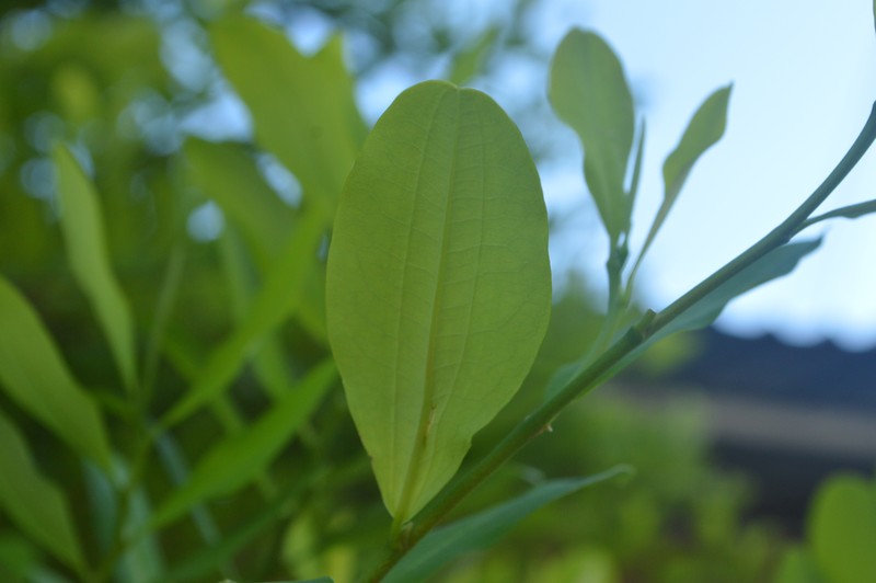 Coca photo 3