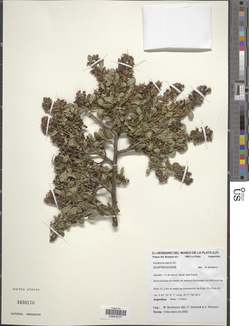 Escallonia alpina var. alpina