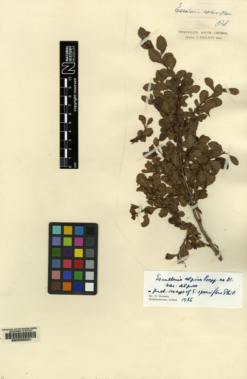Escallonia alpina var. alpina photo 2