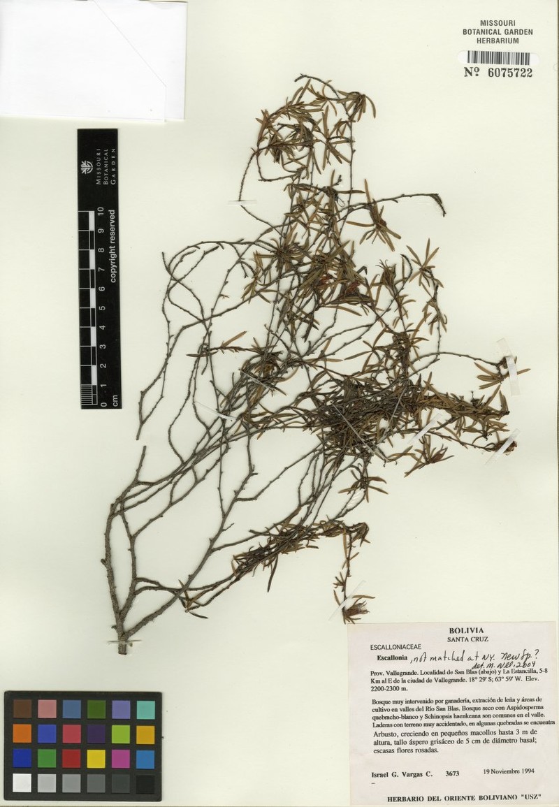 Escallonia harrisii