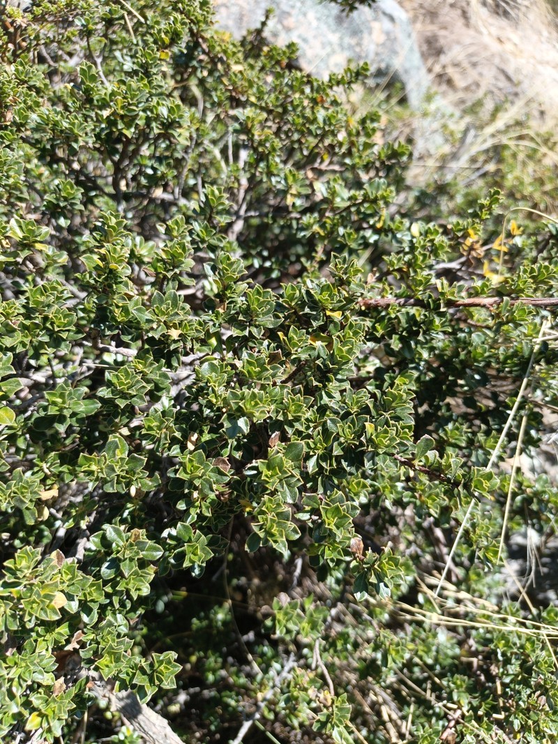 Escallonia myrtilloides var. myrtilloides