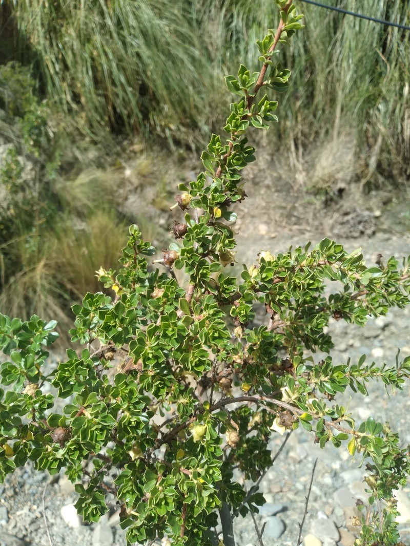 Escallonia myrtilloides var. myrtilloides photo 2