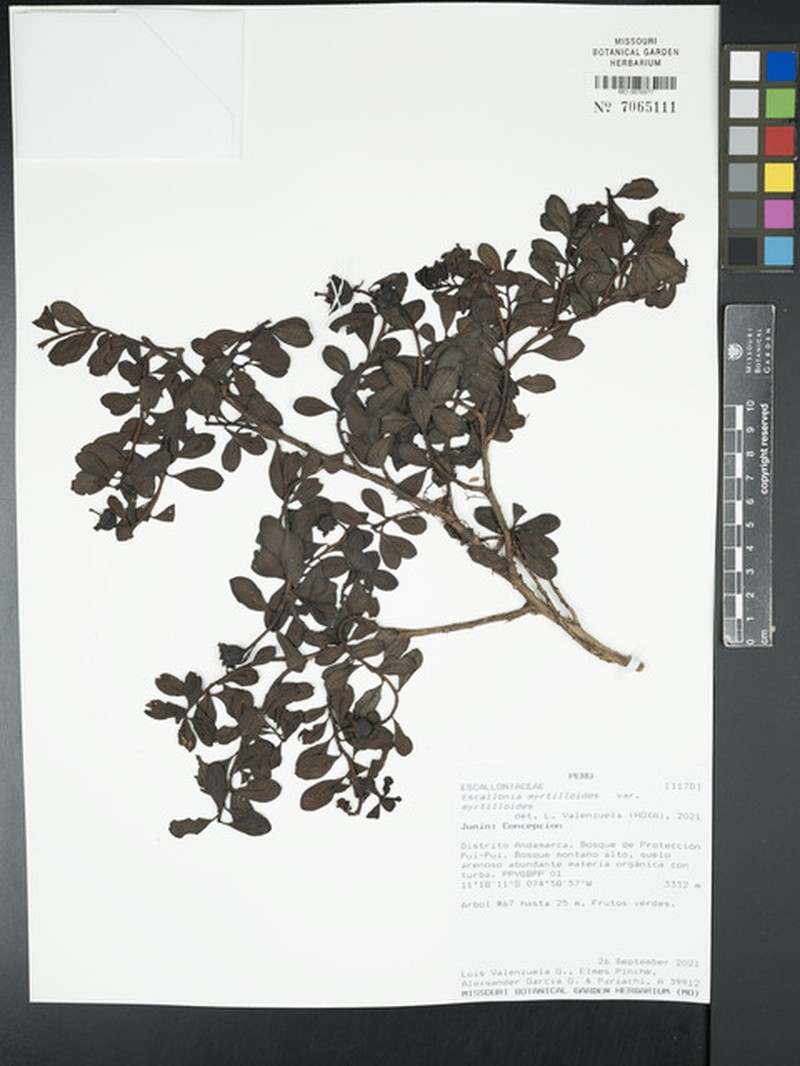 Escallonia myrtilloides var. myrtilloides photo 3