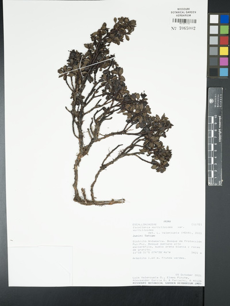 Escallonia myrtilloides var. myrtilloides photo 4