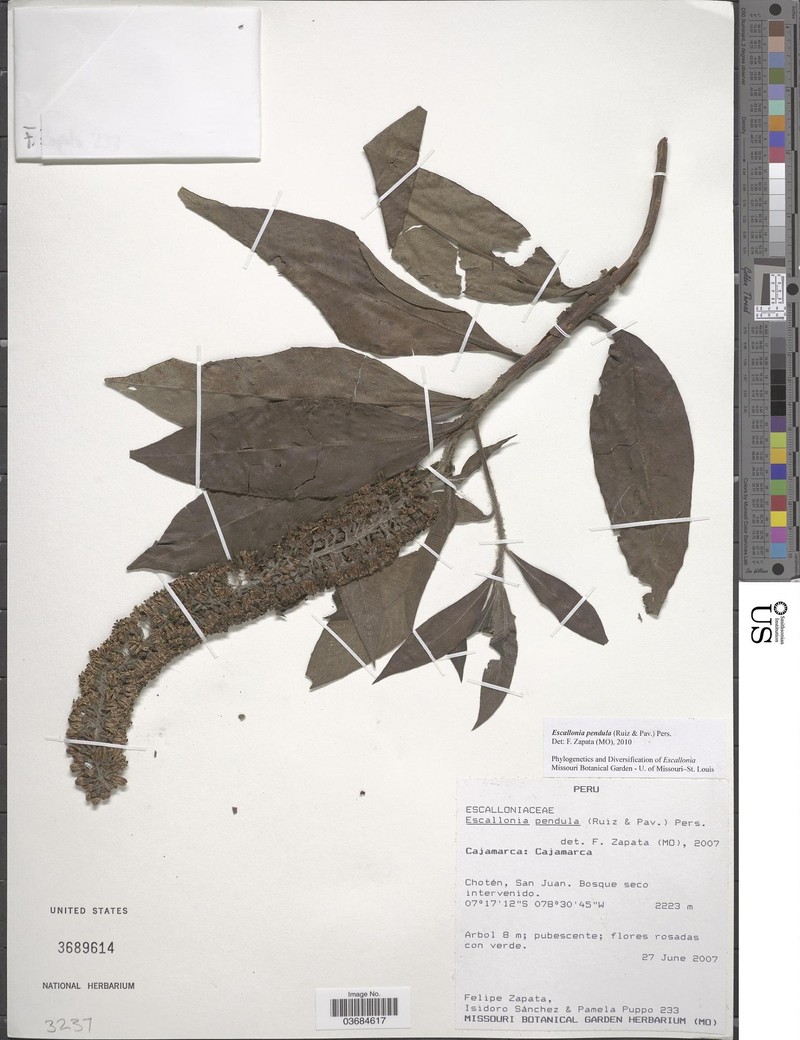 Escallonia pendula var. pendula