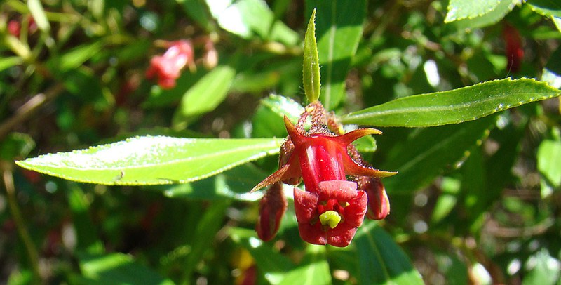 Redclaws photo 4