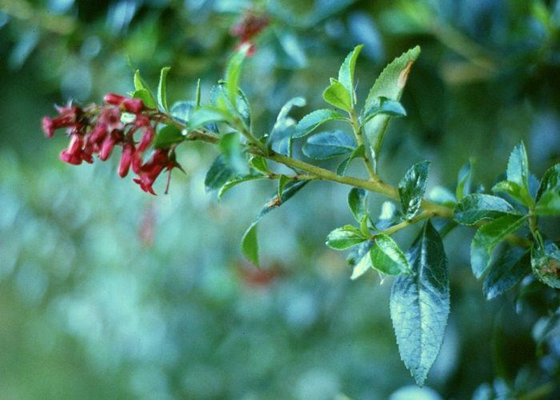 Redclaws photo 2