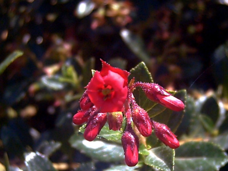 Redclaws photo 8