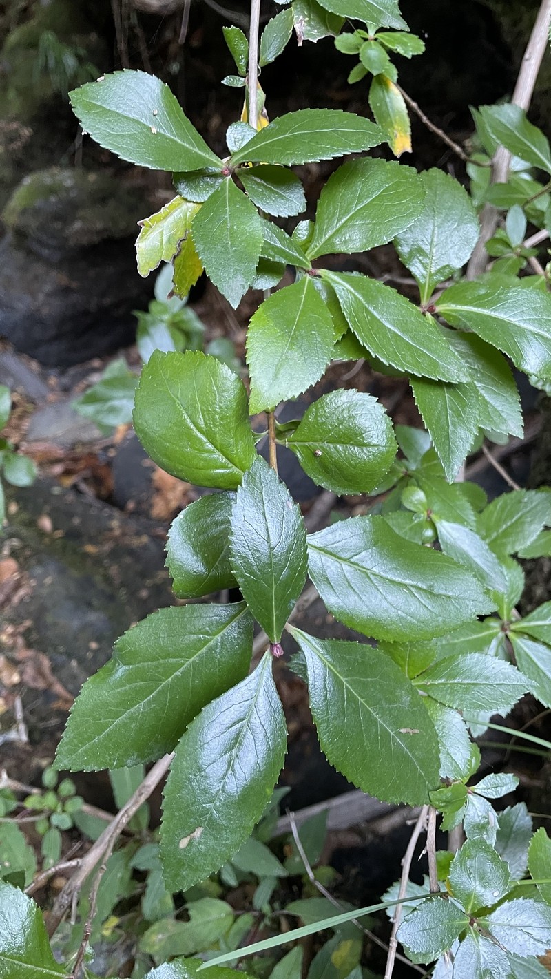 Escallonia rubra var. rubra