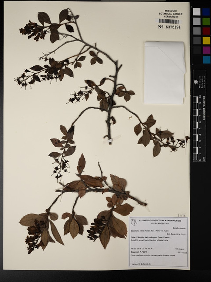 Escallonia rubra var. rubra photo 3