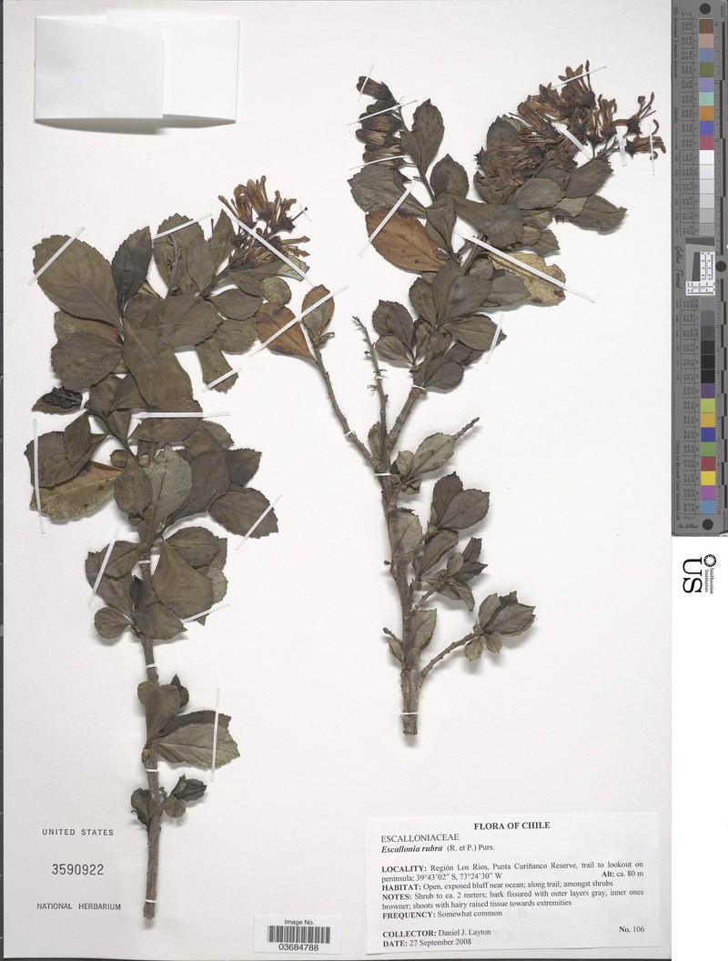Escallonia rubra var. rubra photo 4