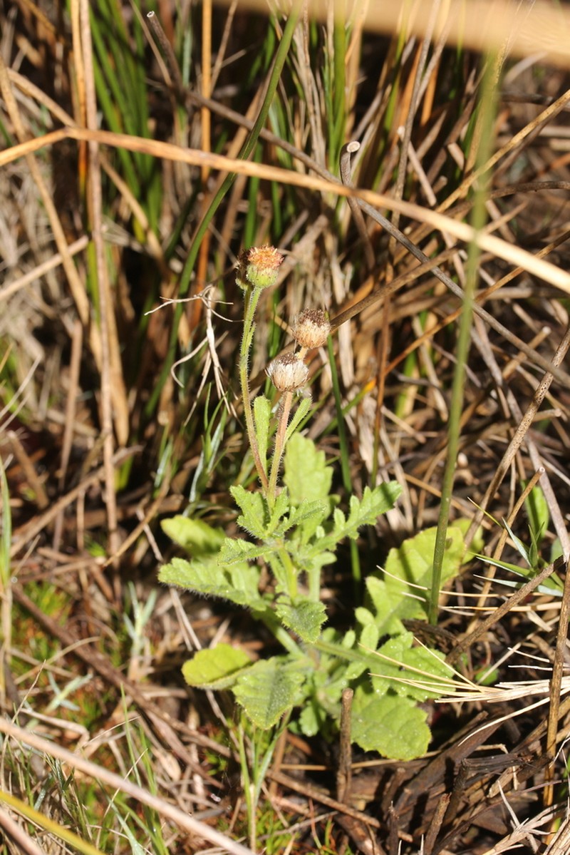 Eschenbachia blinii