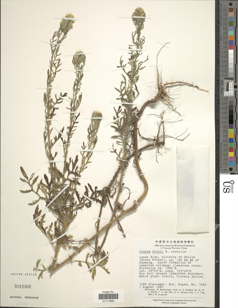 Eschenbachia blinii photo 4
