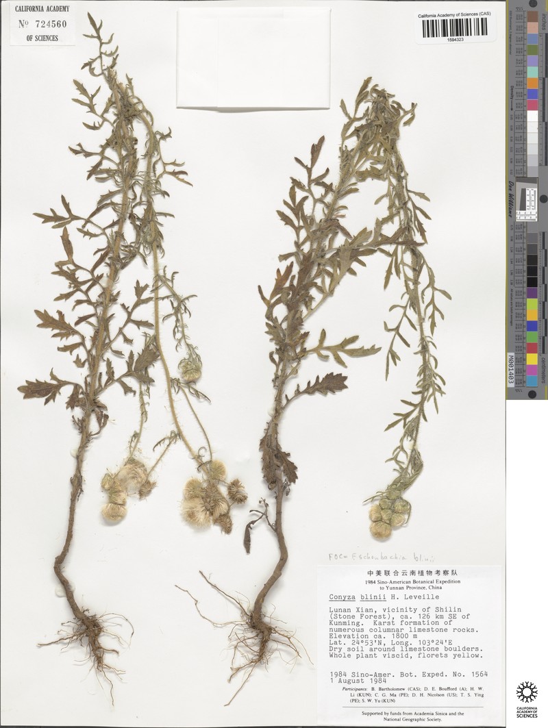 Eschenbachia blinii photo 5