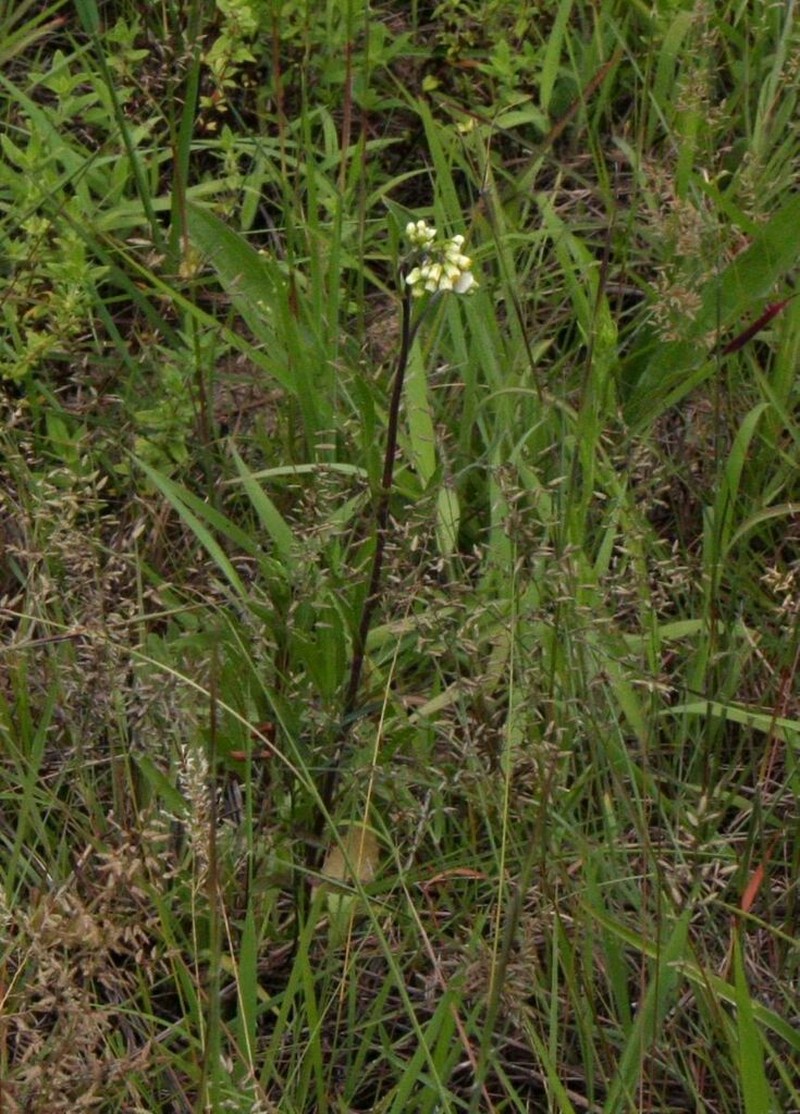 Eschenbachia gouanii