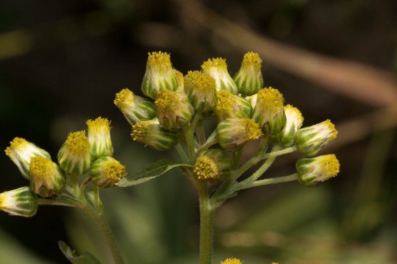 Eschenbachia gouanii photo 2