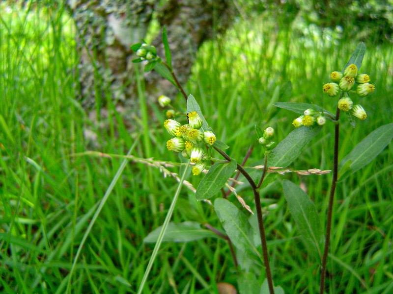 Eschenbachia gouanii photo 3