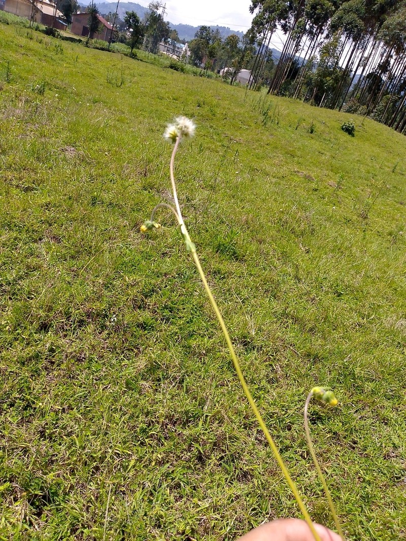 Eschenbachia gouanii photo 5