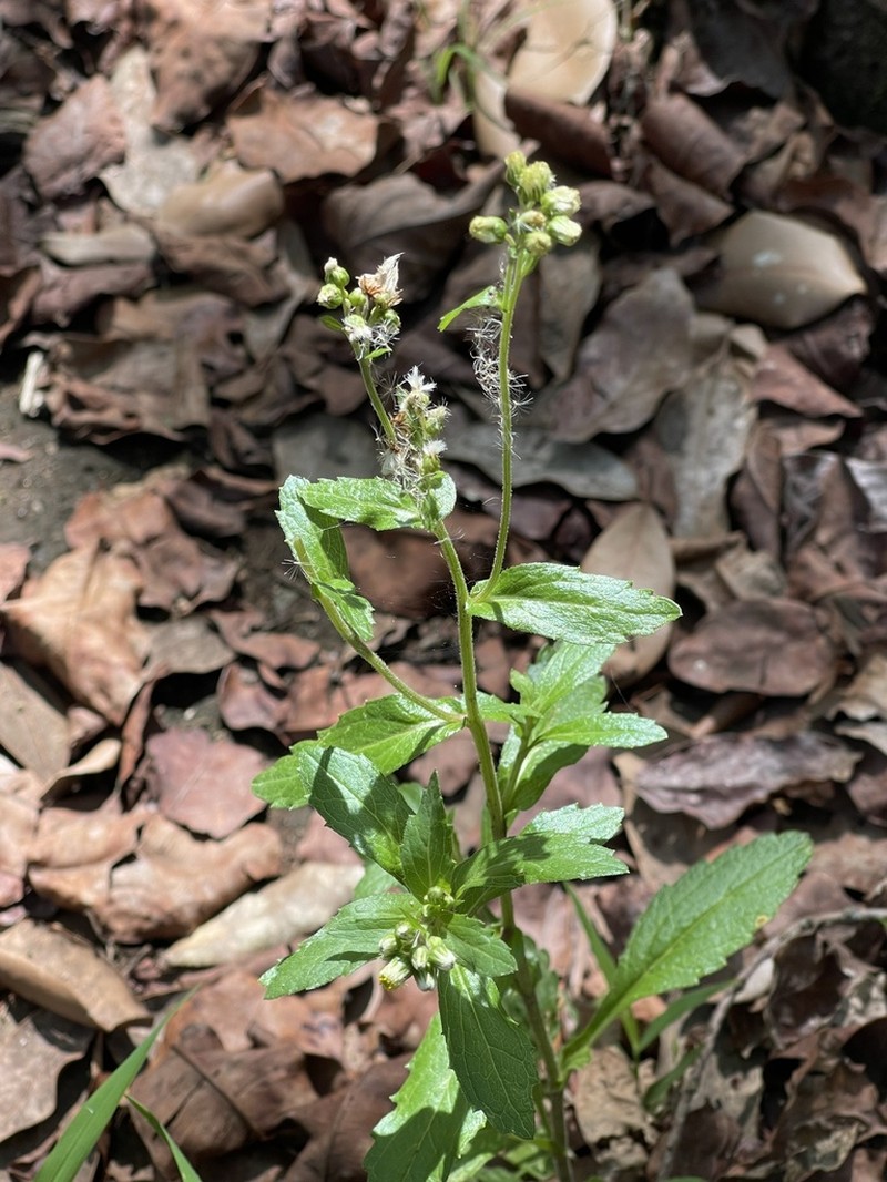 Eschenbachia gouanii photo 6