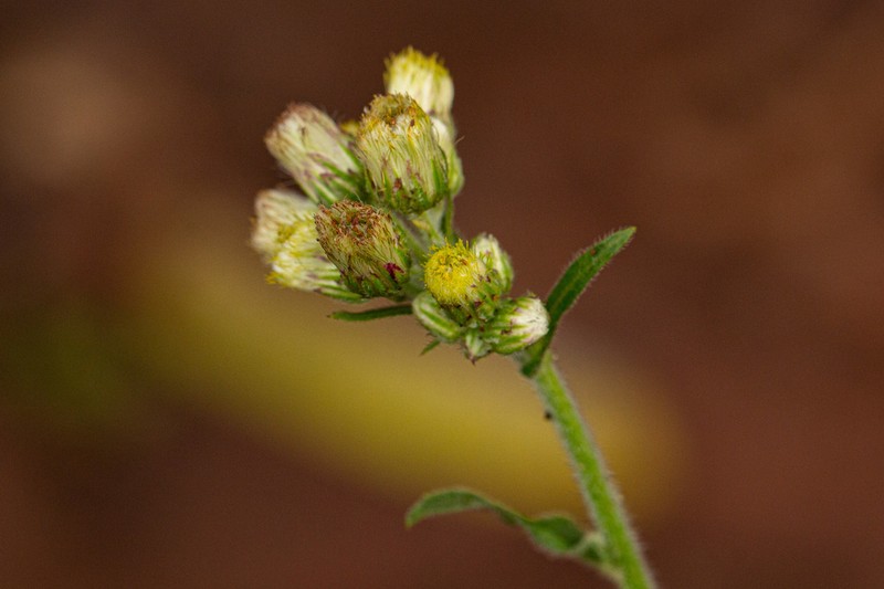 Eschenbachia gouanii photo 7