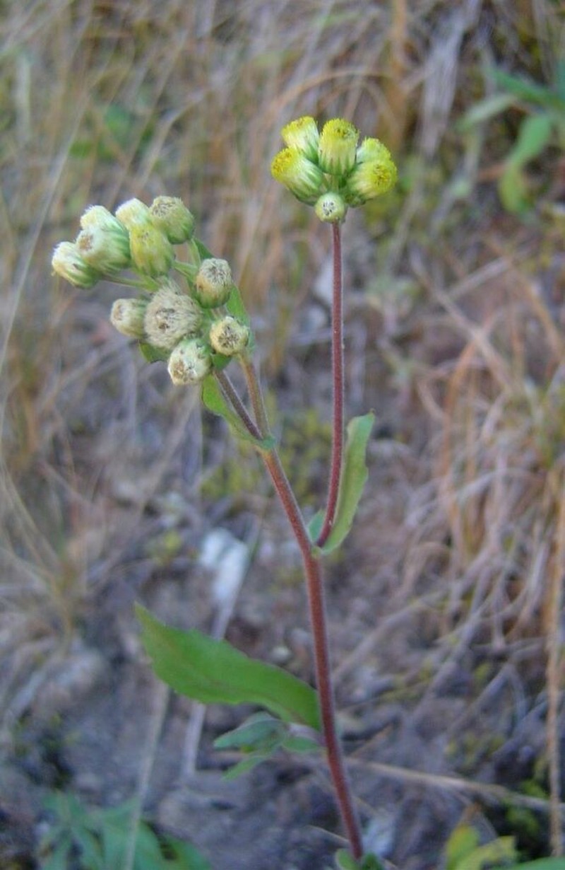 Eschenbachia gouanii photo 8