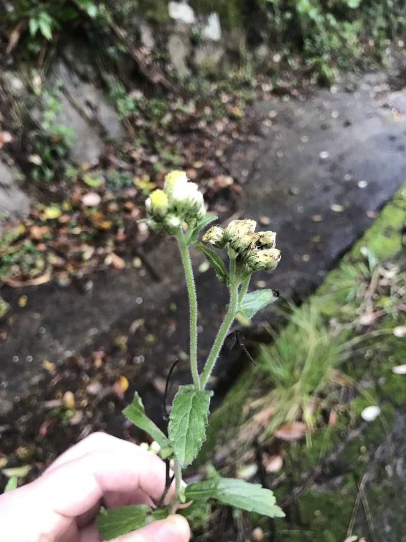 Eschenbachia japonica