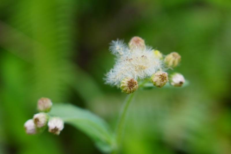 Eschenbachia japonica photo 2