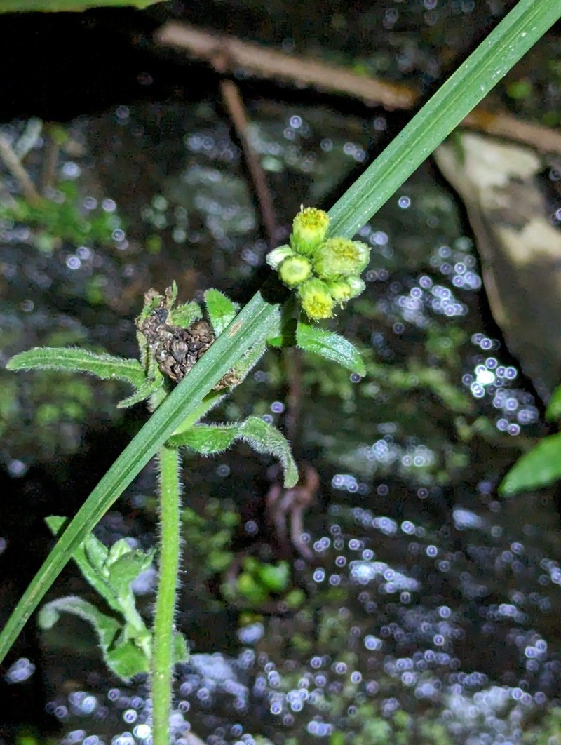 Eschenbachia japonica photo 3