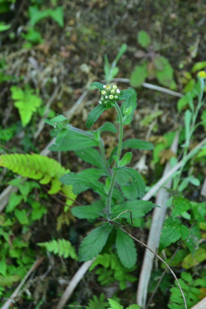 Eschenbachia japonica photo 4