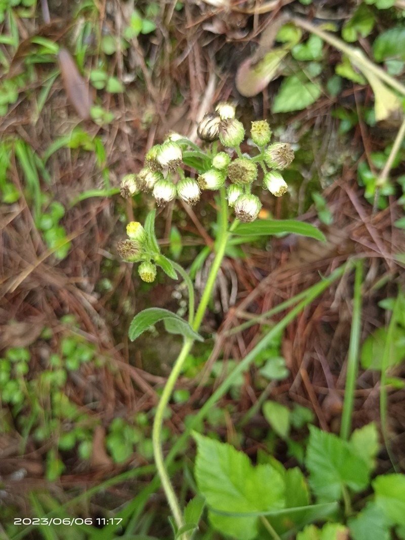 Eschenbachia japonica photo 5