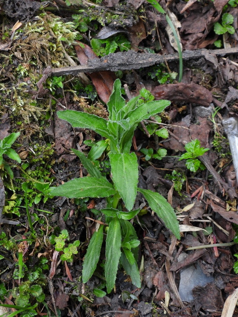 Eschenbachia japonica photo 6