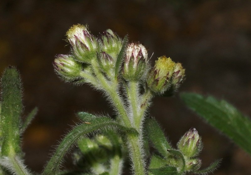 Eschenbachia japonica photo 7