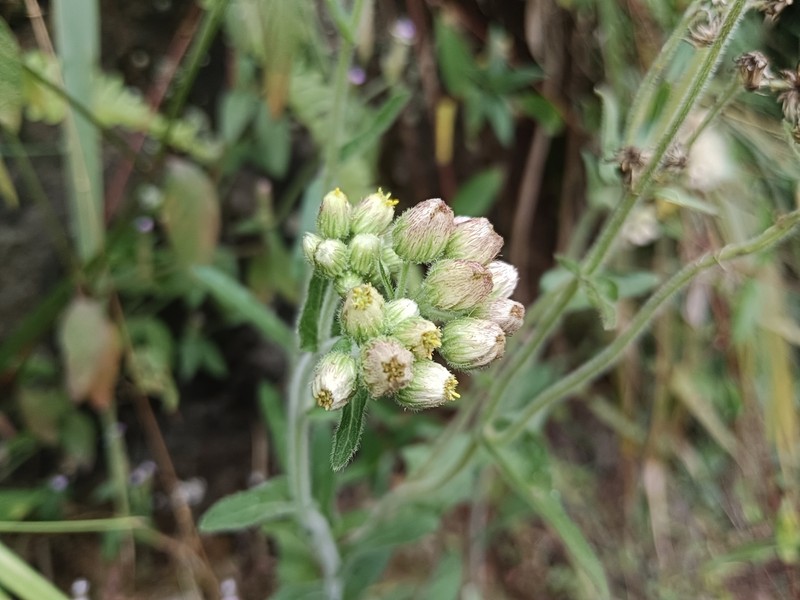 Eschenbachia japonica photo 8