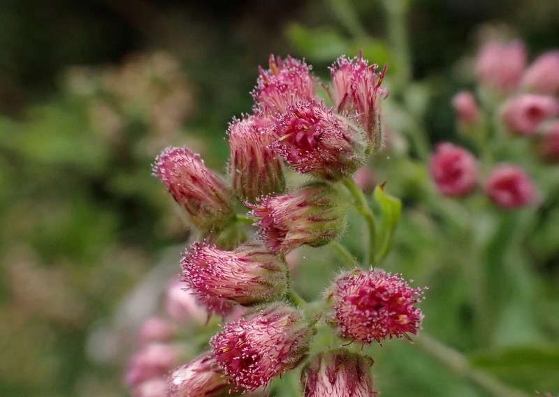 Eschenbachia leucantha