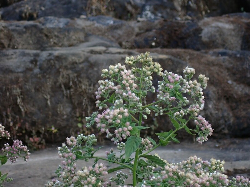 Eschenbachia leucantha photo 2