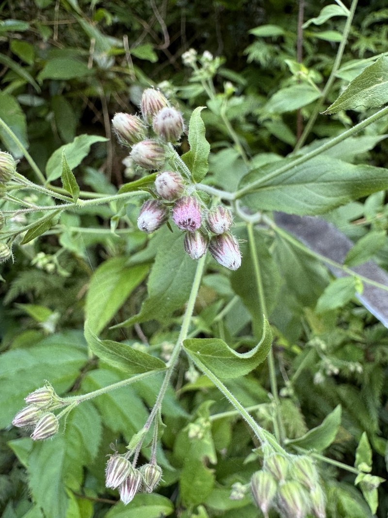 Eschenbachia leucantha photo 3