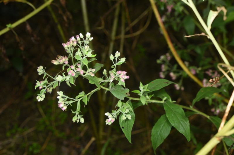 Eschenbachia leucantha photo 4