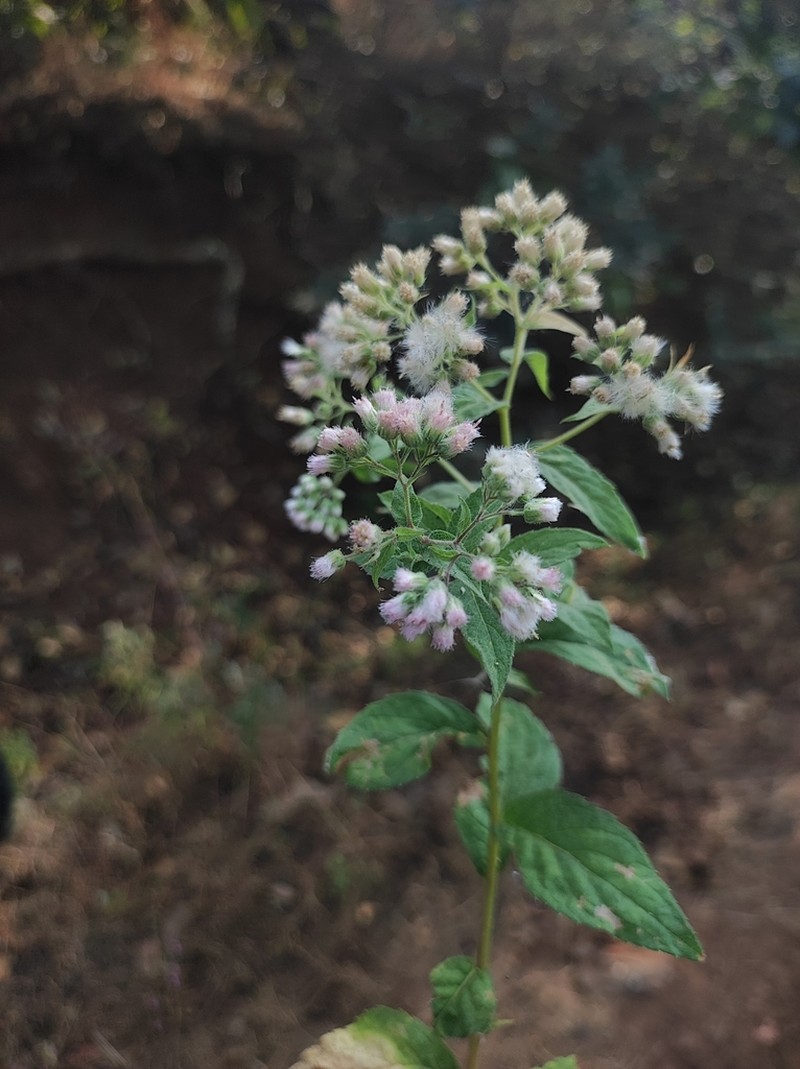 Eschenbachia leucantha photo 5