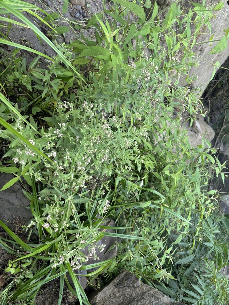 Eschenbachia leucantha photo 6