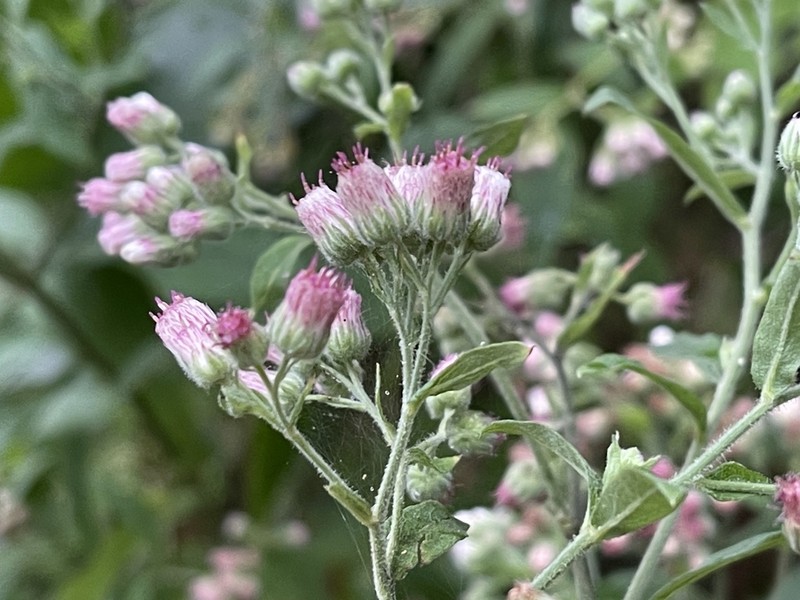 Eschenbachia leucantha photo 7
