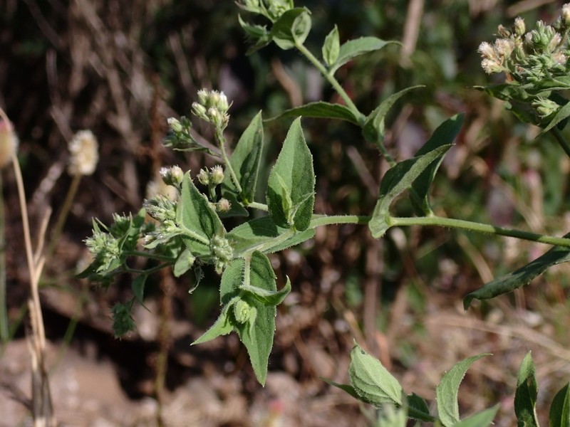 Eschenbachia leucantha photo 8