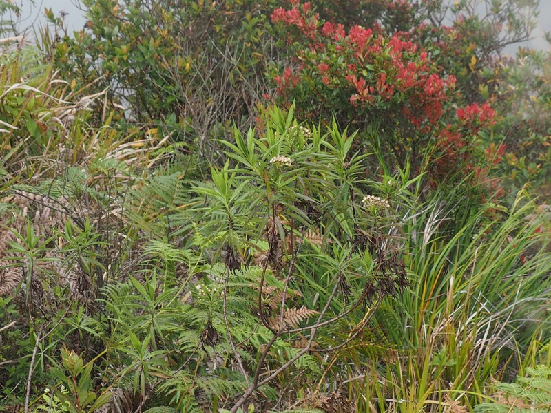 Eschenbachia maxima photo 2