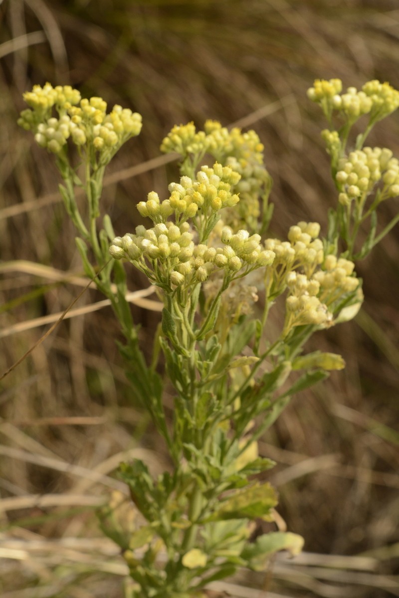 Eschenbachia stricta