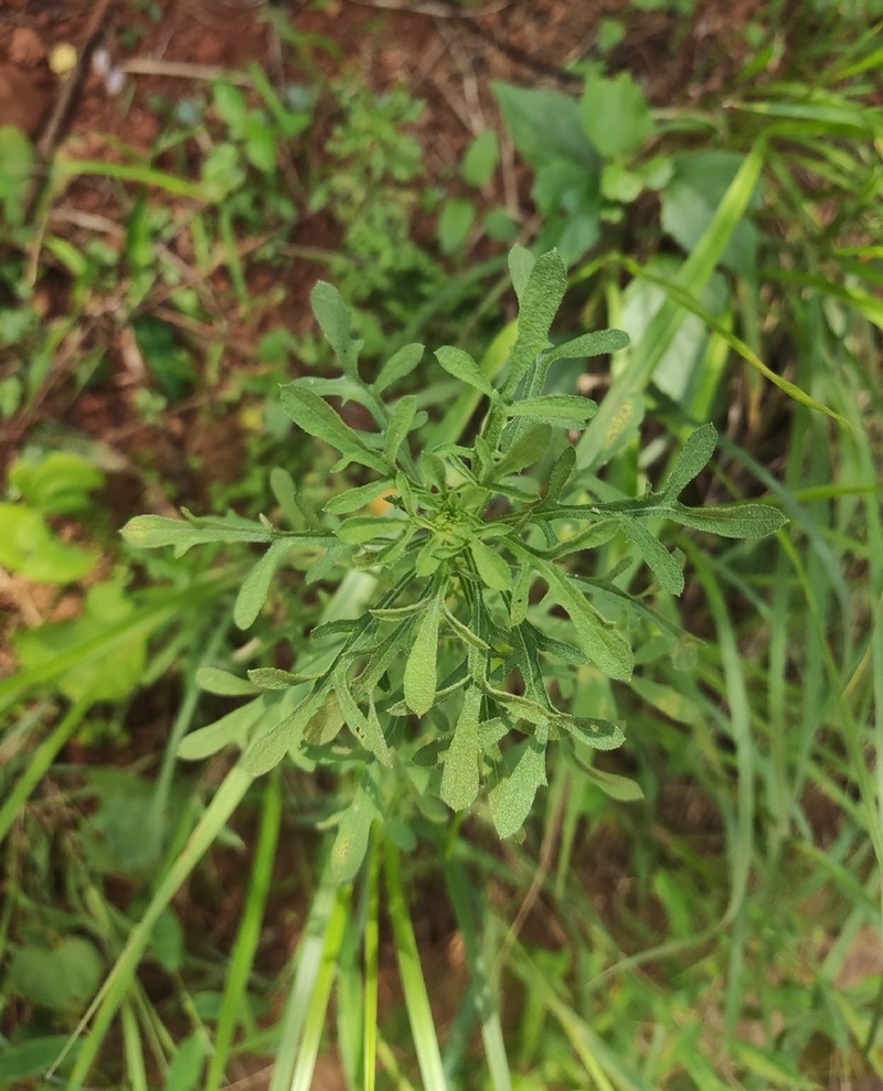 Eschenbachia stricta photo 2
