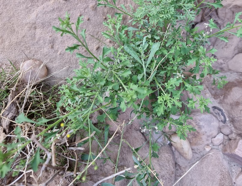 Eschenbachia stricta photo 3