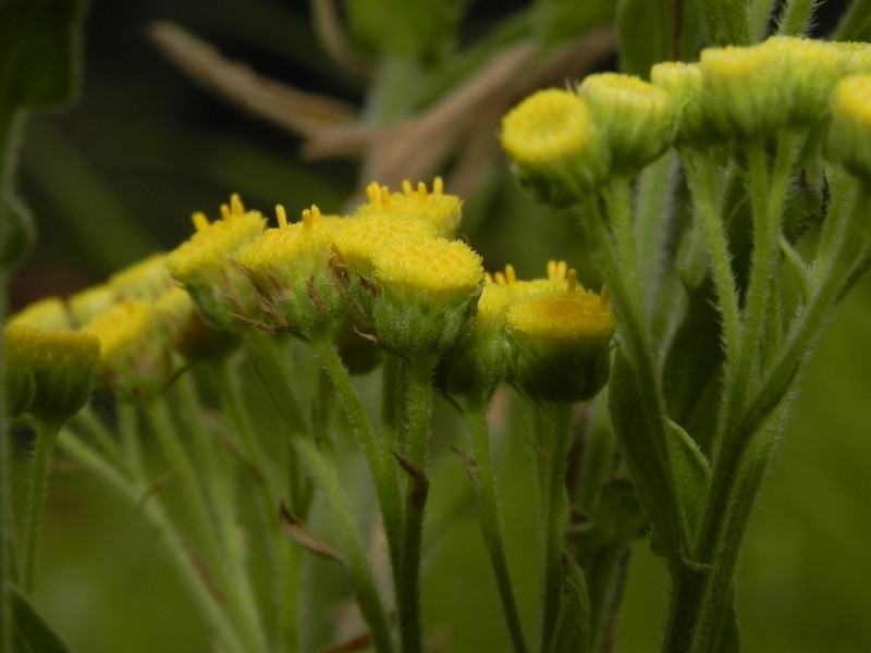 Eschenbachia stricta photo 4