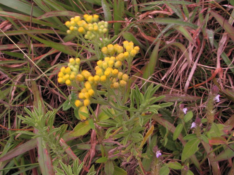 Eschenbachia stricta photo 5