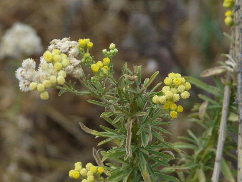 Eschenbachia stricta photo 6